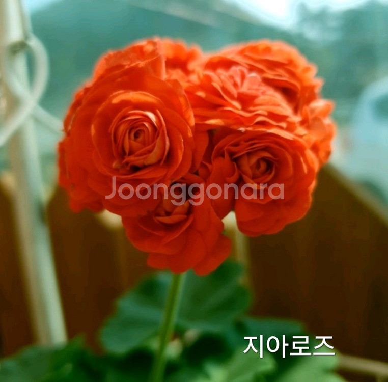 지아로즈--0