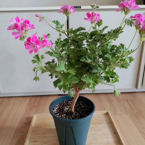 외목대 라임제라늄 특대품
