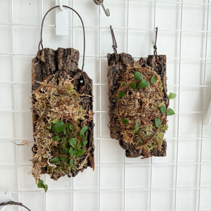월귤고사리 Microgramma vaccinifolia