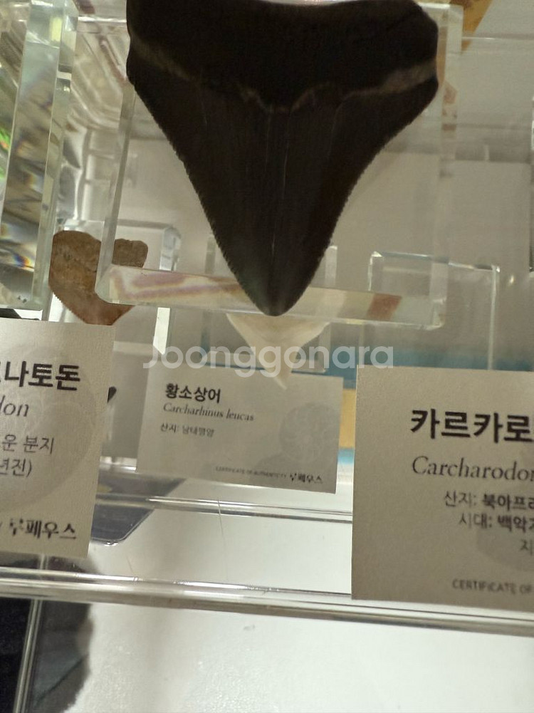 매갈로돈 이빨 화석 판매합니다.--0