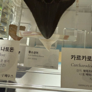 매갈로돈 이빨 화석 판매합니다.
