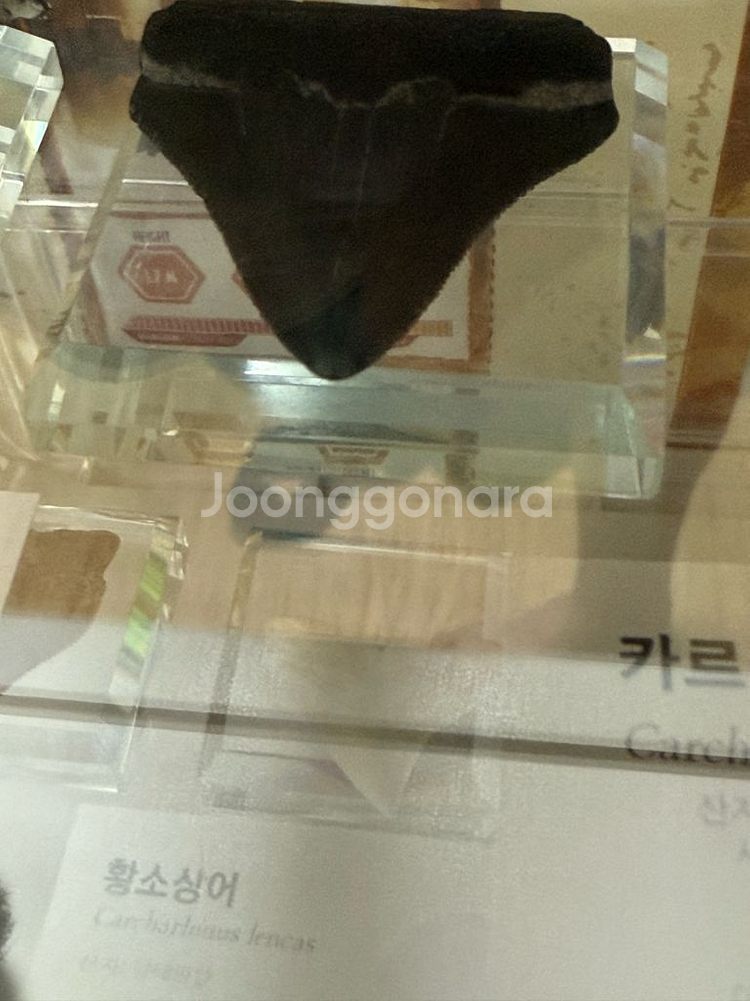 매갈로돈 이빨 화석 판매합니다.--1