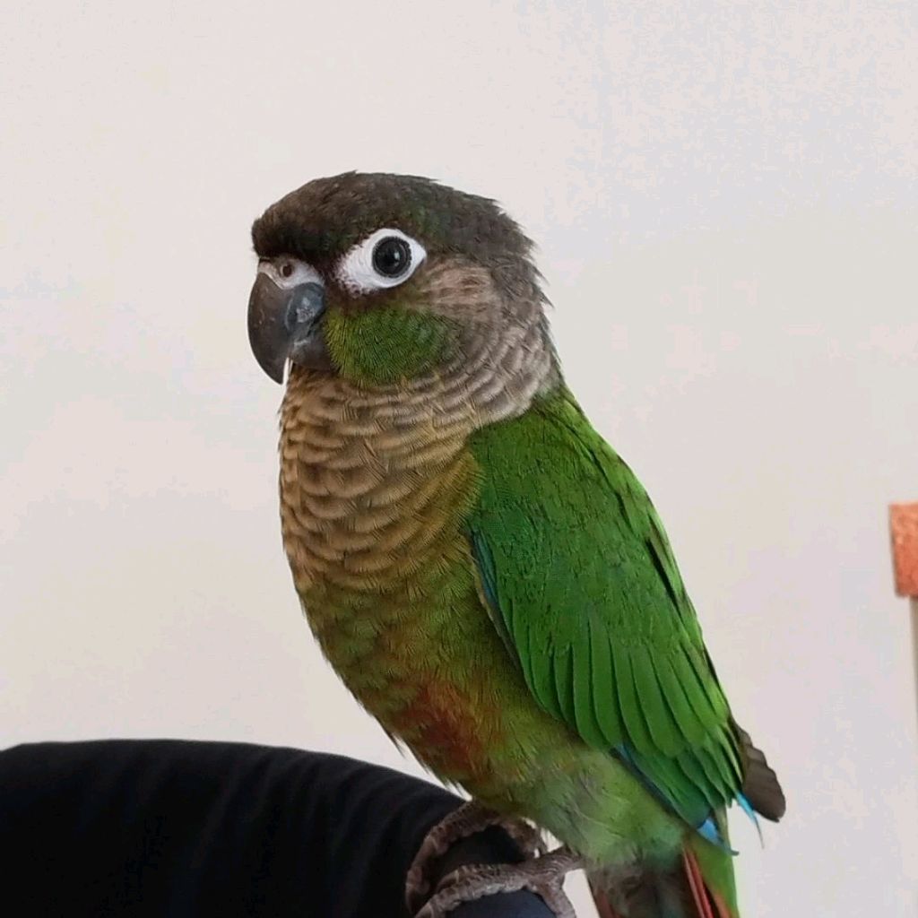 profile-image