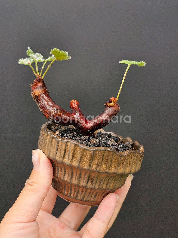 미라블 야생 미니 (아프리카식물/코덱스)--1