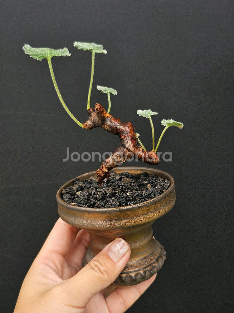 미라블 야생 미니 (아프리카식물/코덱스)--0