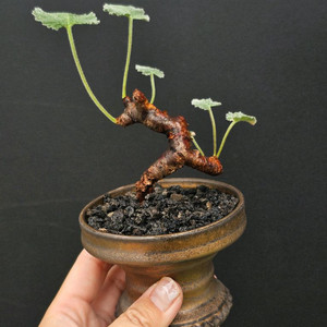 미라블 야생 미니 (아프리카식물/코덱스)