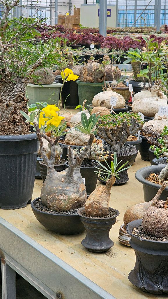 수형 최고 그락실리우스 (아프리카식물/코덱스)--0