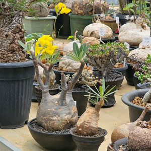 수형 최고 그락실리우스 (아프리카식물/코덱스)