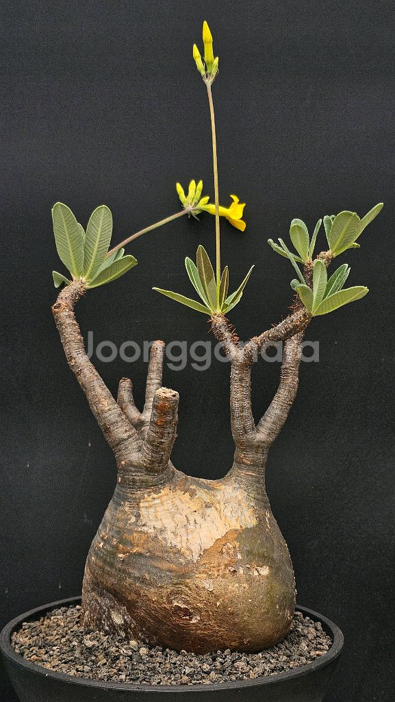 수형 최고 그락실리우스 (아프리카식물/코덱스)--3