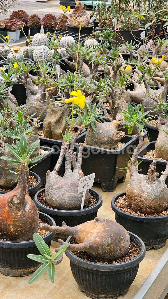 수형 최고 그락실리우스 (아프리카식물/코덱스)--1