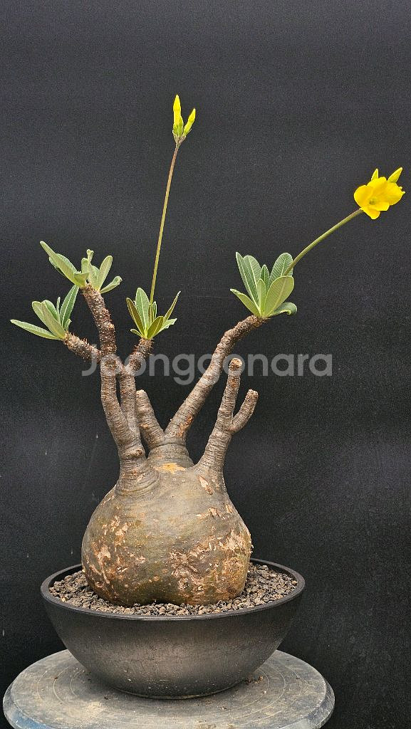 수형 최고 그락실리우스 (아프리카식물/코덱스)--2