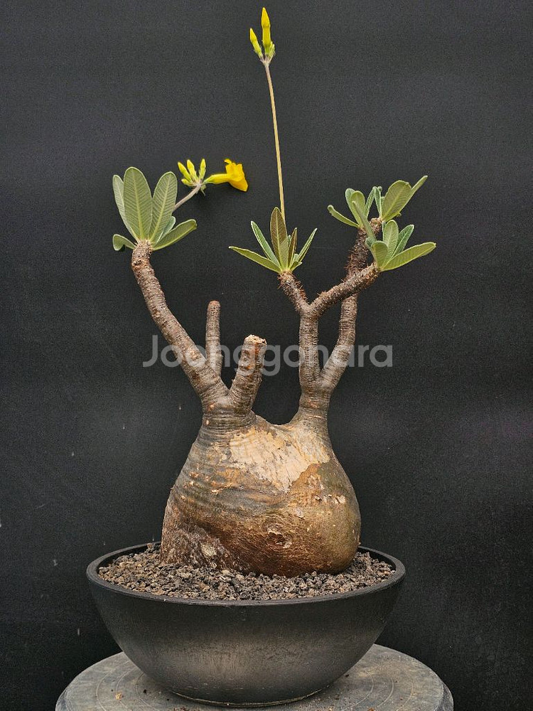 수형 최고 그락실리우스 (아프리카식물/코덱스)--5