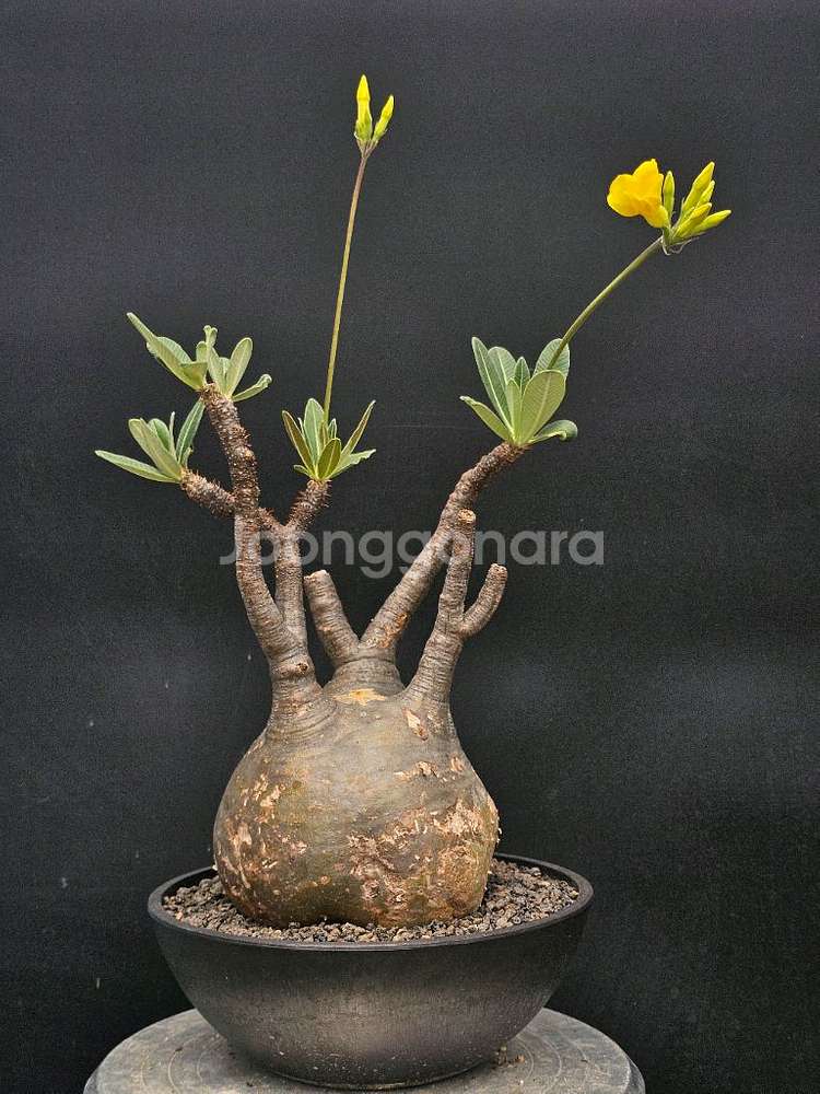 수형 최고 그락실리우스 (아프리카식물/코덱스)--4