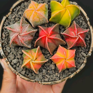 별사탕 난봉옥 금 귀요미들 (아프리카식물/코덱스)