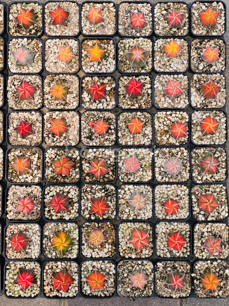 별사탕 난봉옥 금 귀요미들 (아프리카식물/코덱스)--4