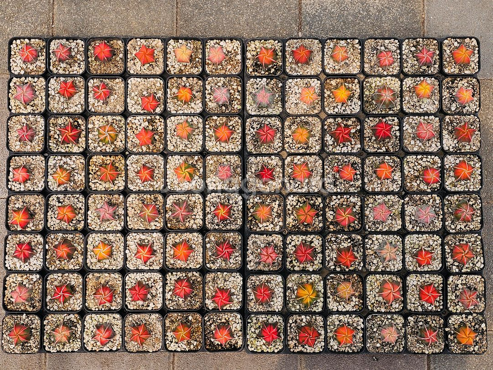 별사탕 난봉옥 금 귀요미들 (아프리카식물/코덱스)--2