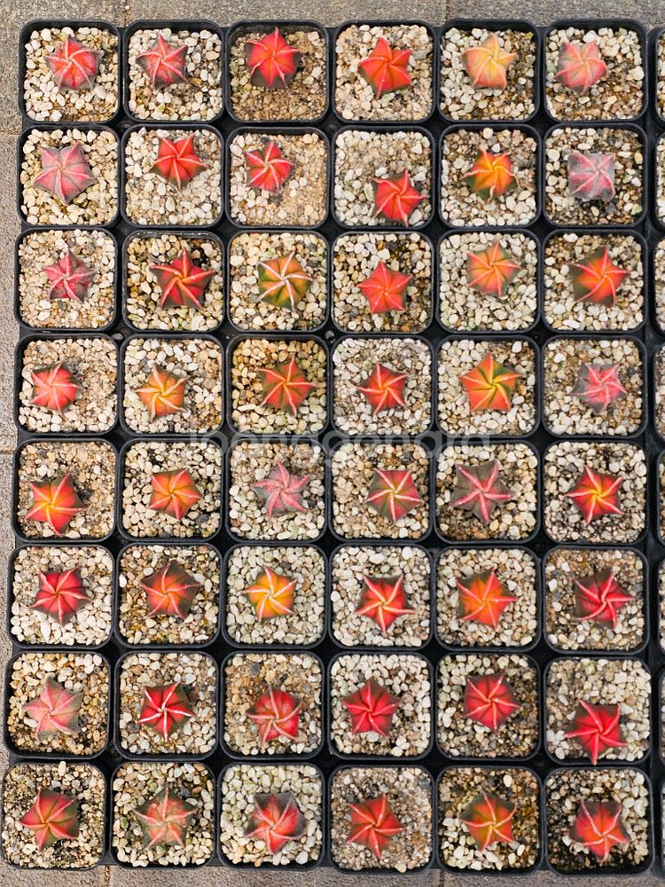 별사탕 난봉옥 금 귀요미들 (아프리카식물/코덱스)--3