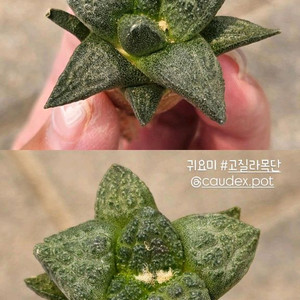 고질라목단 귀요미 (아프리카식물/코덱스)