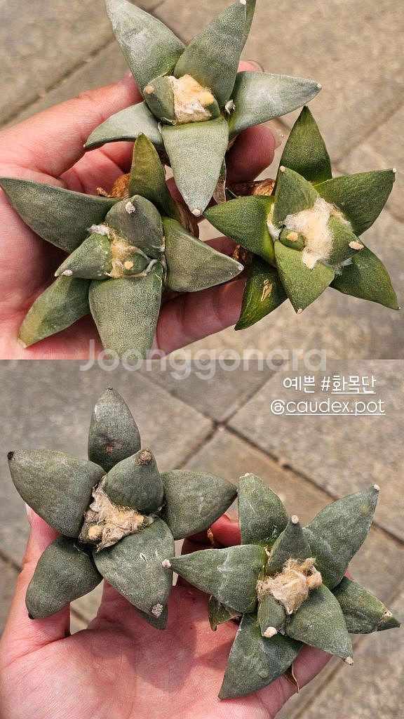 화목단 이쁜이 (아프리카식물/코덱스)--0