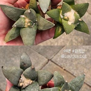 화목단 이쁜이 (아프리카식물/코덱스)