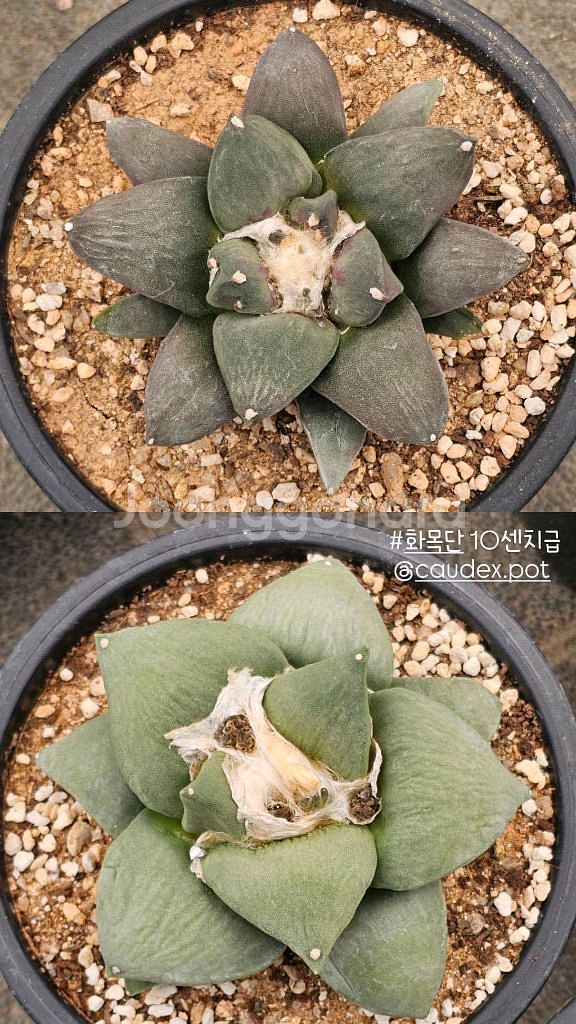 10센치급 화목단 (아프리카식물/코덱스)--0