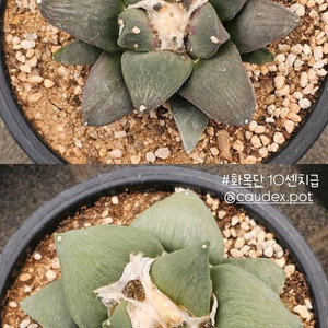 10센치급 화목단 (아프리카식물/코덱스)