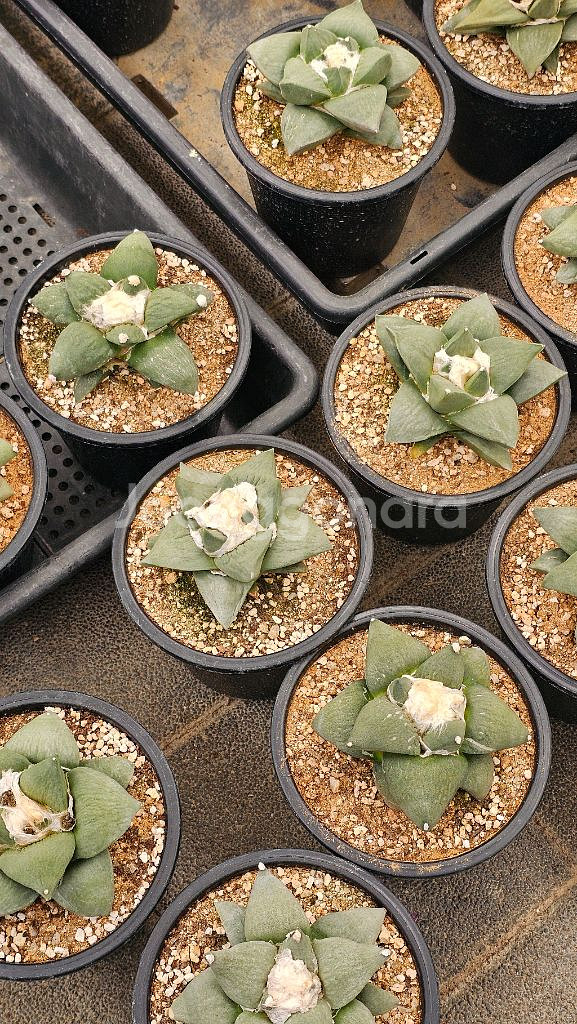 10센치급 화목단 (아프리카식물/코덱스)--1