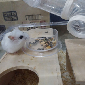 햄스터 친국