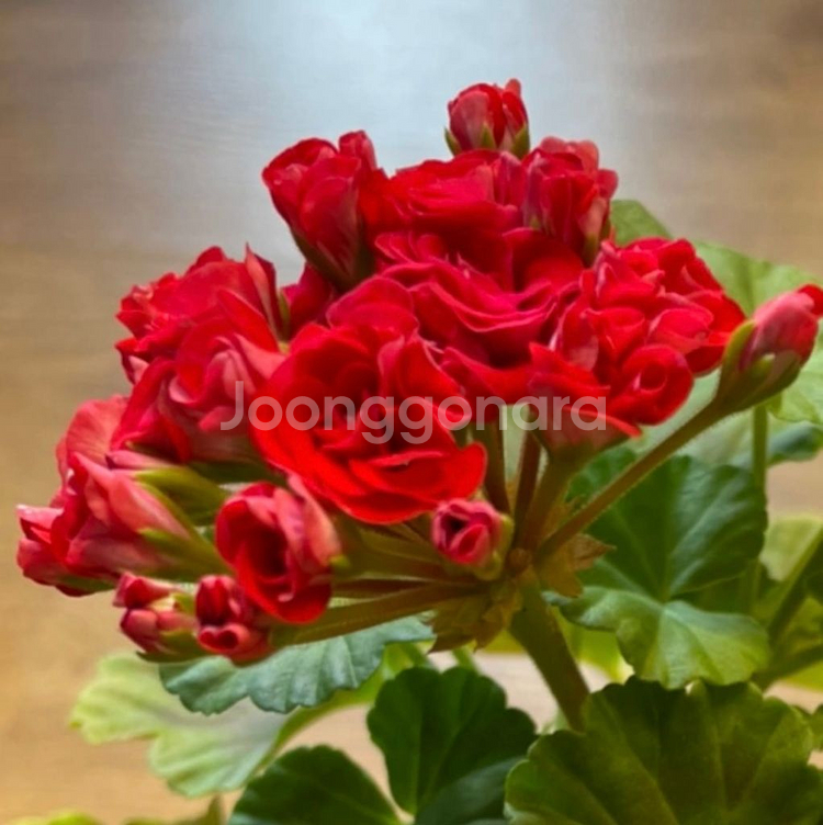 제라늄 메디펄로즈(러시아)+앤틱로즈(레드)--1