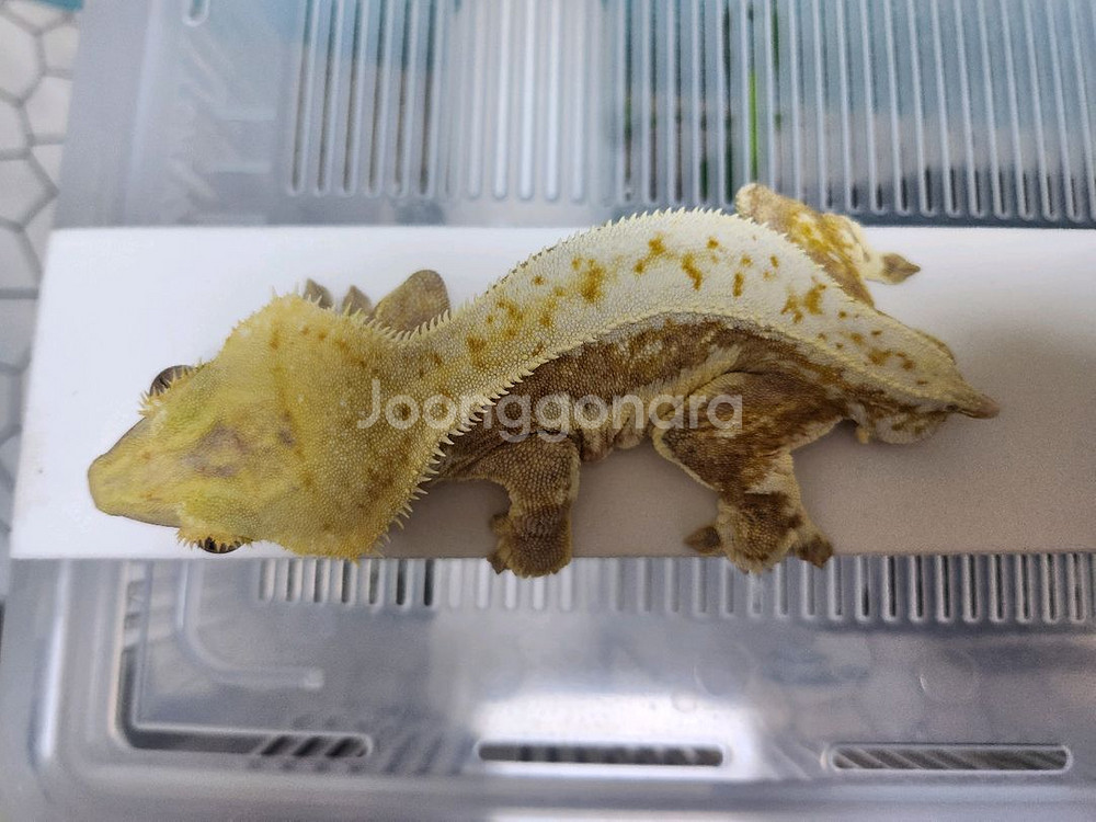 크레스티드게코 릴리화이트 숫--1
