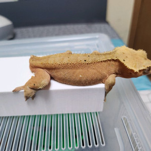 크레스티드게코 레드바이