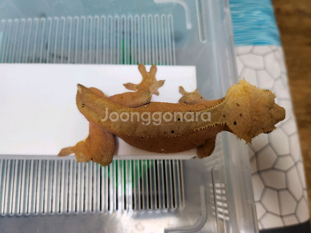 크레스티드게코 레드바이--1