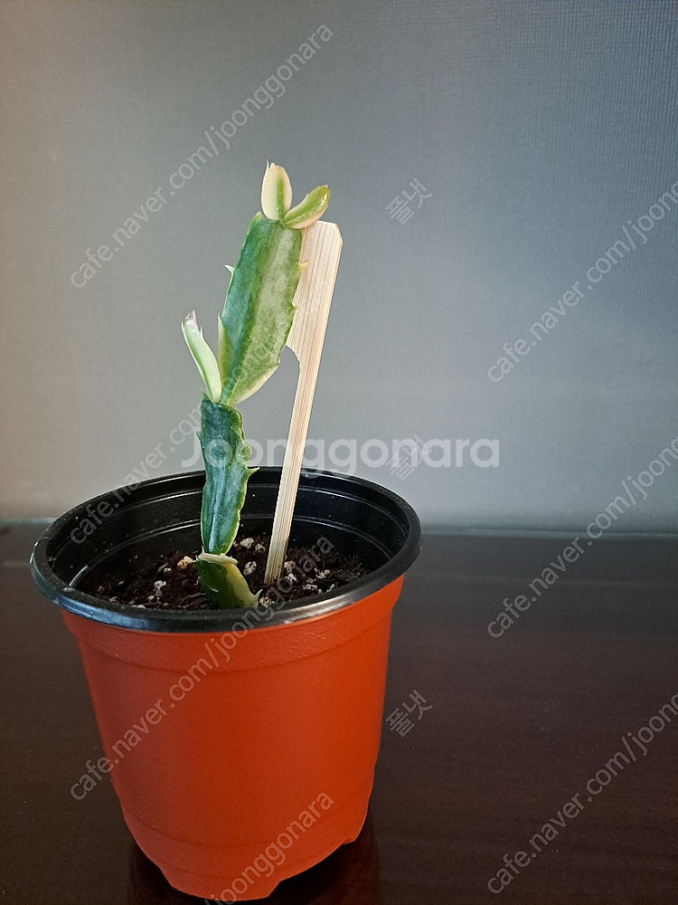 금게발선인장(수입)--0