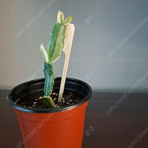 금게발선인장(수입)