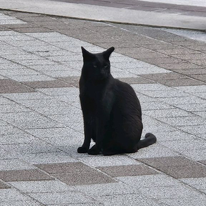 스포티비 챔결 대여
