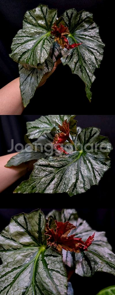 베고니아 틴엔젤--0