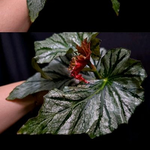 베고니아 틴엔젤