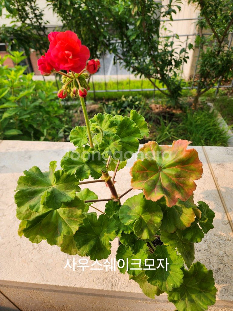 사우스쉐이크모자--1