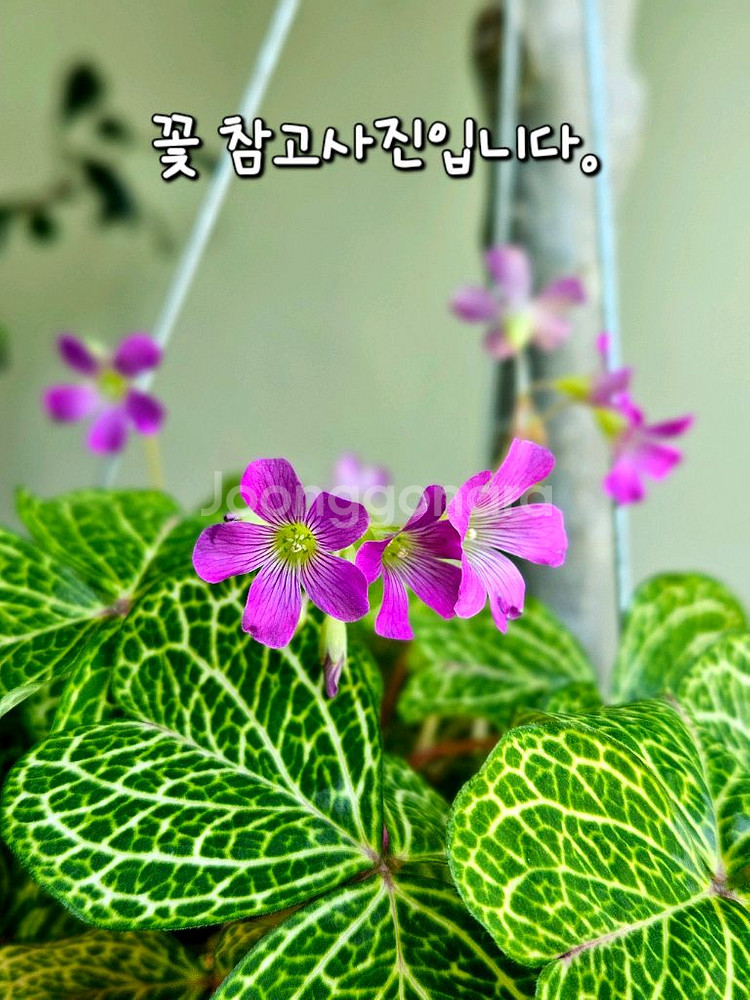 황금잎맥사랑초/마르티아나--2