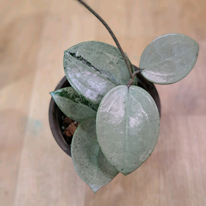 호야 버티실아타 실버하트