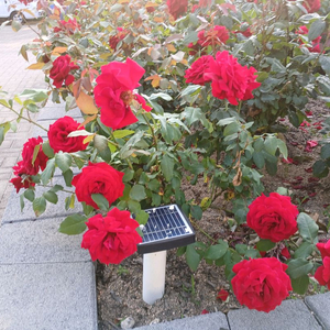 포켓몬카드 GX사요 RR만