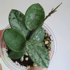 호야 마틸드 스플레쉬