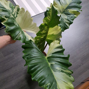 알로카시아포토도라 바리에가타