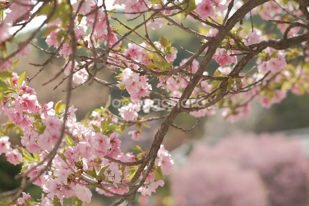 후지필름 x-t10 렌즈+바디 판매합니다--5