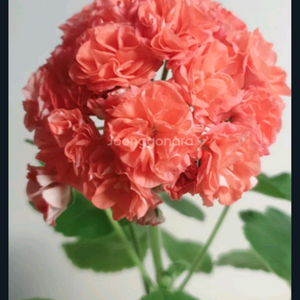 봄노을 ㅡ 제라늄