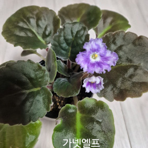 미니바이올렛 (가넷엘프)