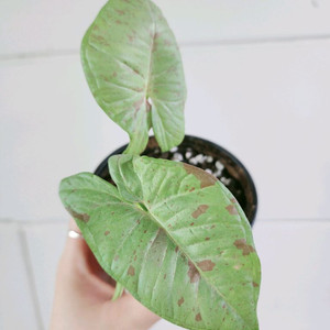 싱고니움 밀크컨페티