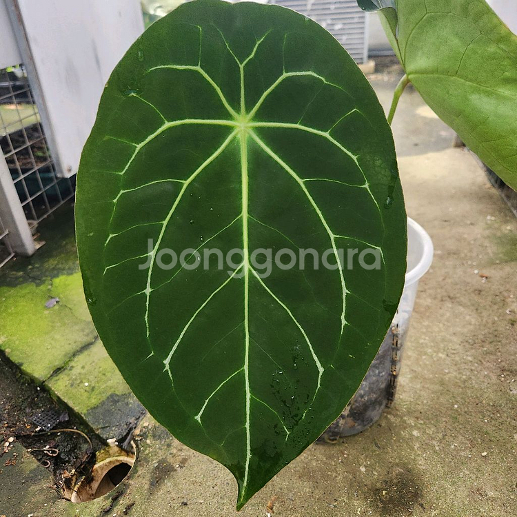 안스리움 매그니피컴 포게티--0