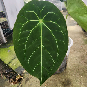 안스리움 매그니피컴 포게티