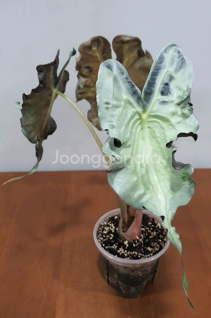 알로카시아 베놈--0